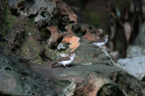 White-chested Babbler (Pellorneum rostratum), photo 5