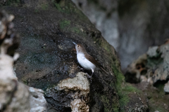 Pellorneum rostratum