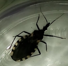Triatoma patagonica