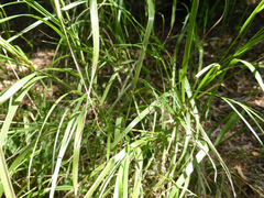 Austrostipa verticillata