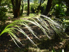 Austrostipa verticillata