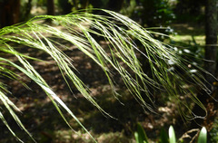 Austrostipa verticillata