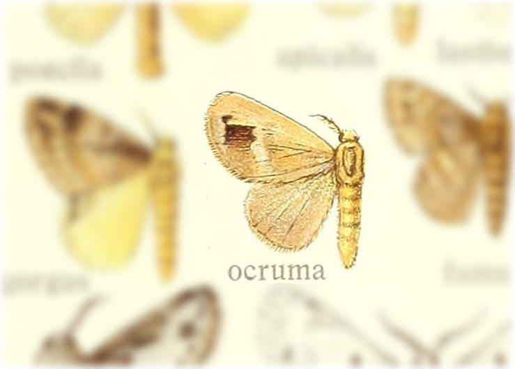Nesara ocruma