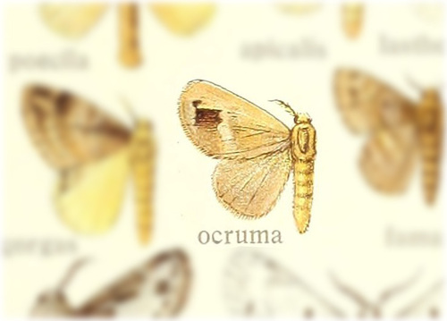Nesara ocruma