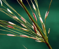 Austrostipa verticillata