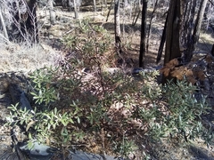 Quercus hypoleucoides