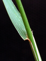 Austrostipa verticillata