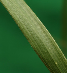 Austrostipa verticillata