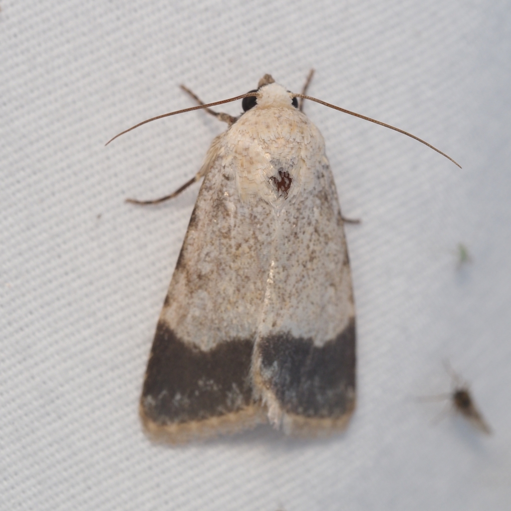 Sympistis modesta