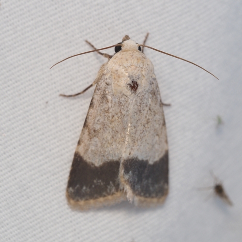 Sympistis modesta