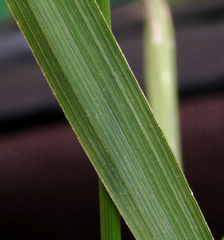 Austrostipa verticillata