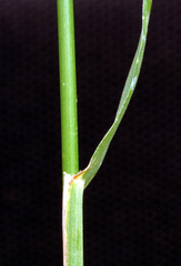 Austrostipa verticillata