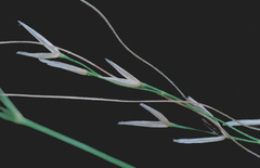 Austrostipa verticillata