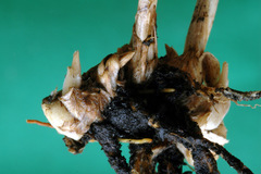 Austrostipa verticillata