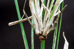 Austrostipa verticillata