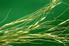 Austrostipa verticillata