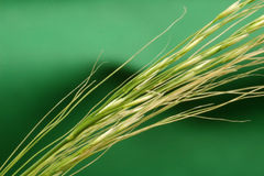 Austrostipa verticillata