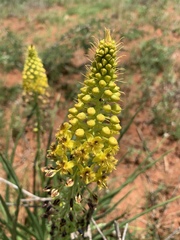 Bulbine angustifolia