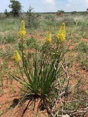 Bulbine angustifolia