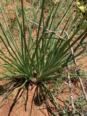 Bulbine angustifolia