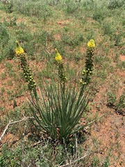 Bulbine angustifolia