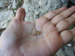 Choanopomops largillierti