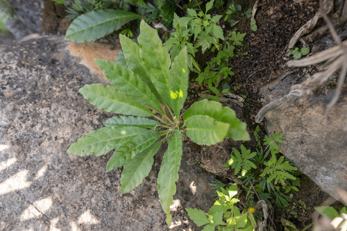 Dorstenia foetida