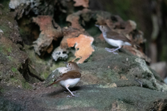 Pellorneum rostratum