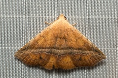 Eublemma crassiuscula