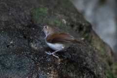 Pellorneum rostratum