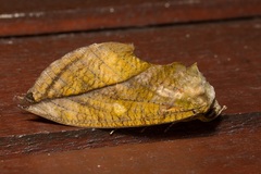 Eudocima aurantia