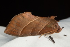 Eudocima srivijayana