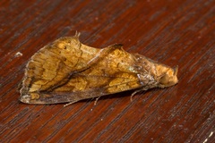 Plusiodonta coelonota