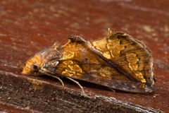 Plusiodonta coelonota