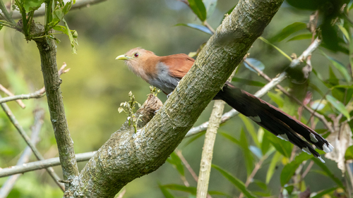 Common Squirrel-Cuckoo