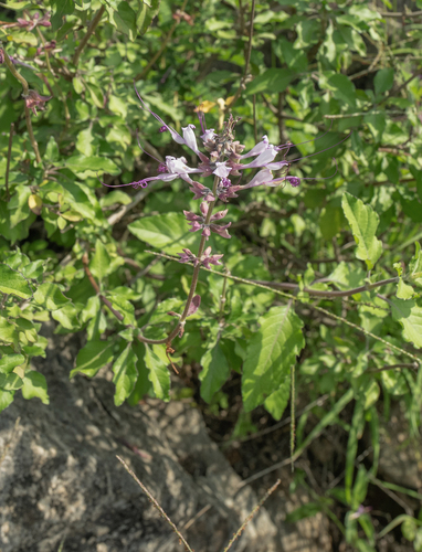 Dhofari Basil (Ocimum dhofarense)
