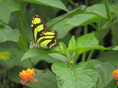 Philaethria dido