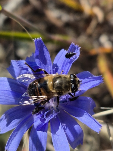 Unknown species found near Garrison, MD 21117, USA