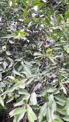 Prunus myrtifolia
