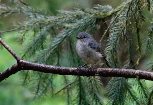 Black-sided Flowerpecker (Dicaeum monticolum), photo 5