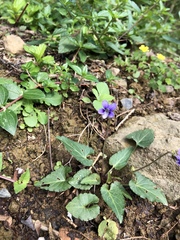 Viola inconspicua nagasakiensis