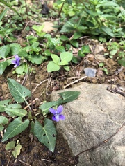 Viola inconspicua nagasakiensis