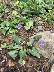 Viola inconspicua nagasakiensis