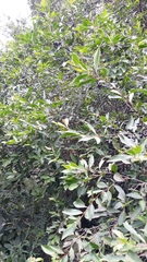 Prunus myrtifolia