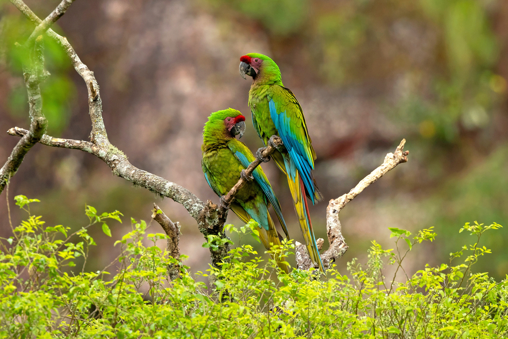 Military Macaw