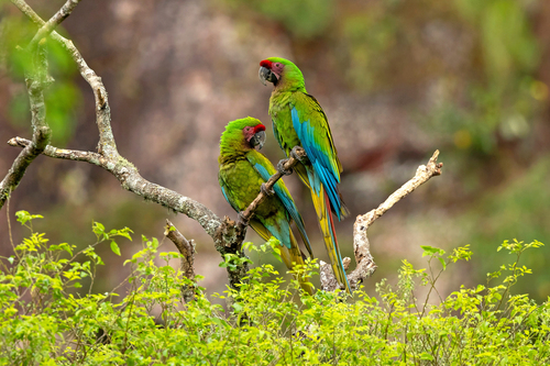 Military Macaw