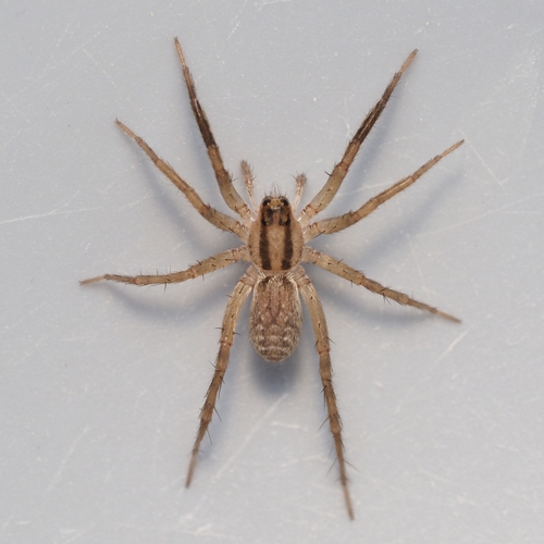 Camptocosa texana
