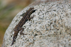 Urosaurus ornatus schottii