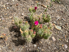 Austrocylindropuntia shaferi