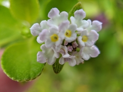 Lantana involucrata